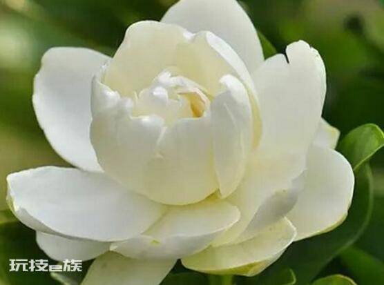 栀子花开的寓意和象征意义(栀子花开花代表的花语意思)-图片2
